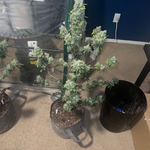 Durban Poison 3 growlog timeline photo