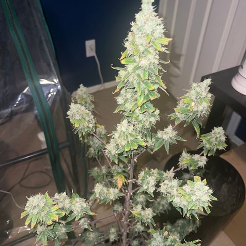 Durban Poison 3 growlog timeline photo