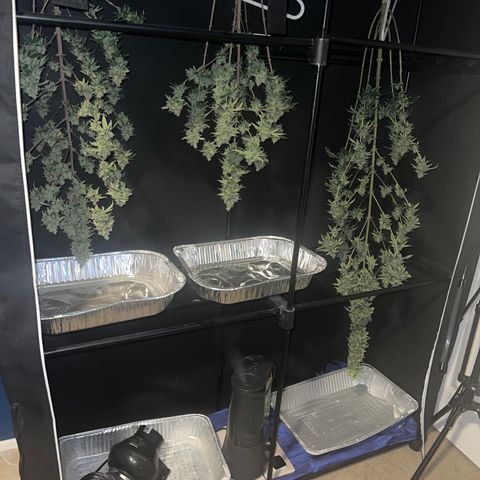 Durban Poison 2 growlog timeline photo