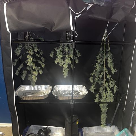 Durban Poison 2 growlog timeline photo