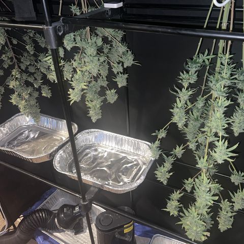 Durban Poison 2 growlog timeline photo