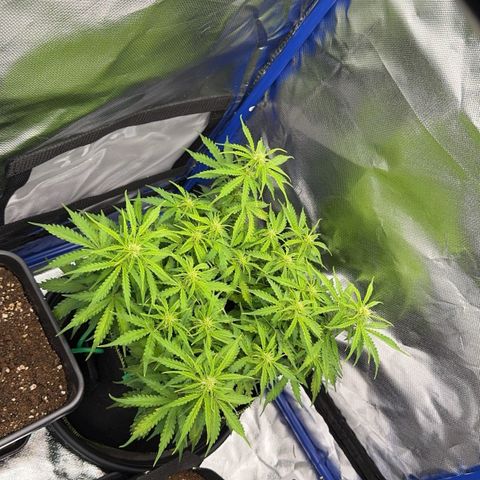 Gorilla Glue Auto growlog timeline photo