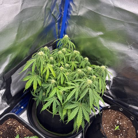 Gorilla Glue Auto growlog timeline photo