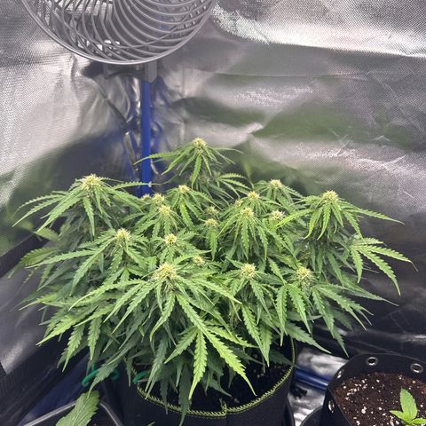 Gorilla Glue Auto growlog timeline photo