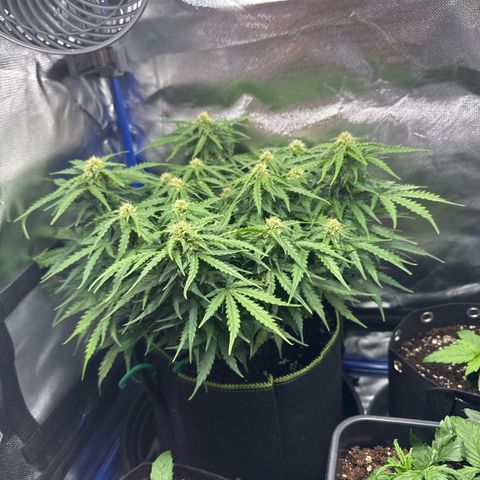 Gorilla Glue Auto growlog timeline photo