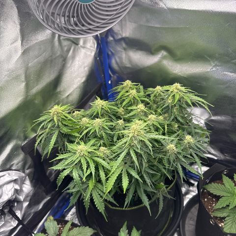 Gorilla Glue Auto growlog timeline photo