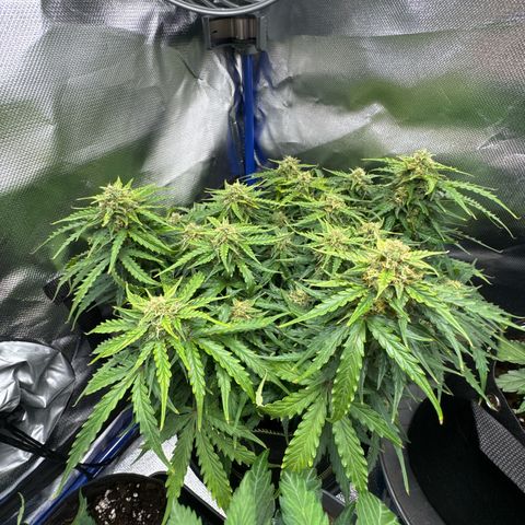 Gorilla Glue Auto growlog timeline photo