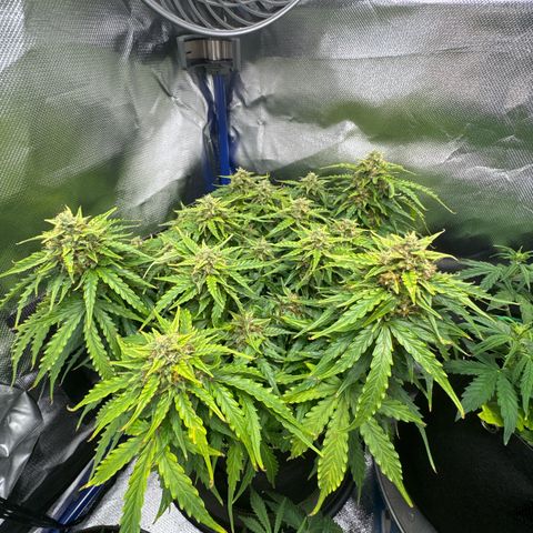 Gorilla Glue Auto growlog timeline photo