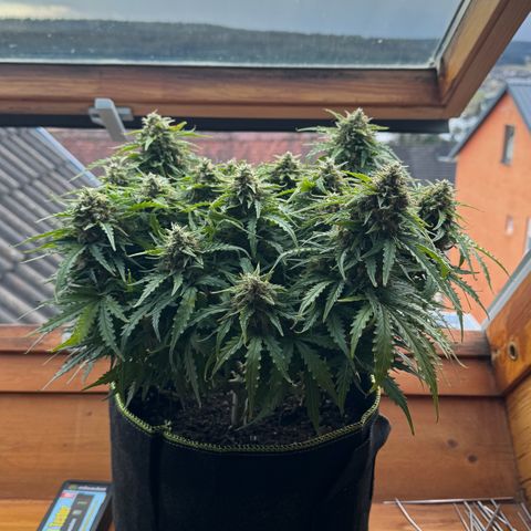 Gorilla Glue Auto growlog timeline photo