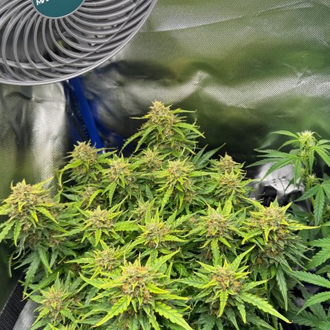 Gorilla Glue Auto growlog timeline photo
