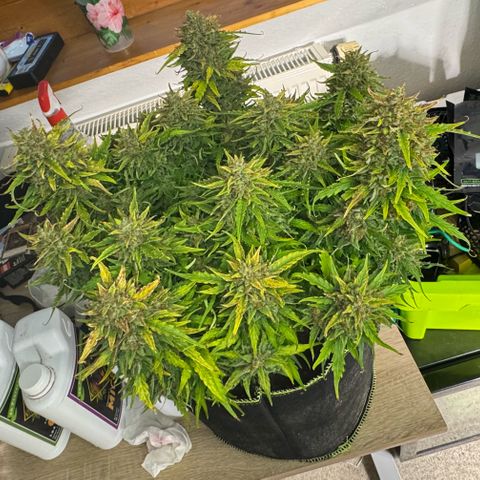 Gorilla Glue Auto growlog timeline photo