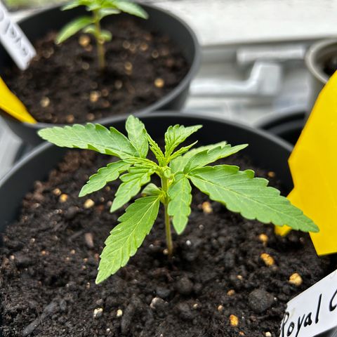Royal Critical Auto growlog timeline photo