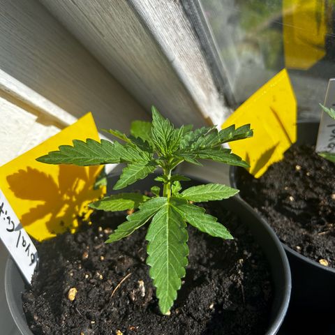 Royal Critical Auto growlog timeline photo