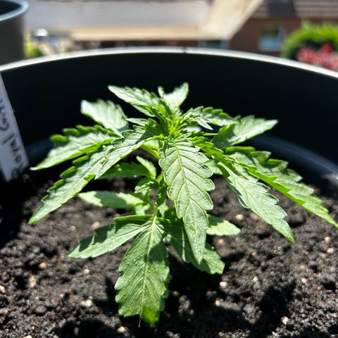 Royal Critical Auto growlog timeline photo