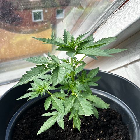 Royal Critical Auto growlog timeline photo