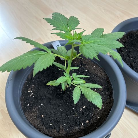 Easy Bud growlog timeline photo