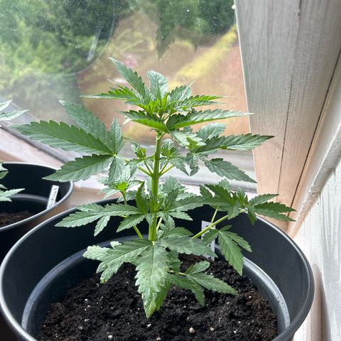 Royal Critical Auto growlog timeline photo