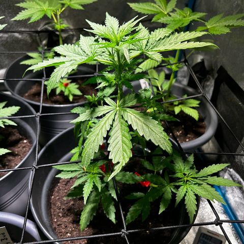 Royal Critical Auto growlog timeline photo