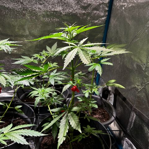 Royal Critical Auto growlog timeline photo