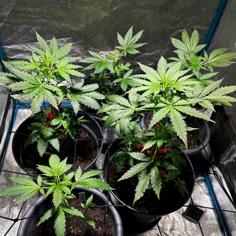 Royal Critical Auto growlog timeline photo