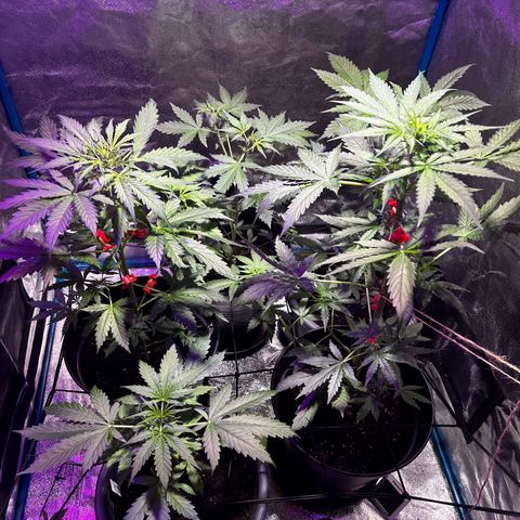 Royal Critical Auto growlog timeline photo