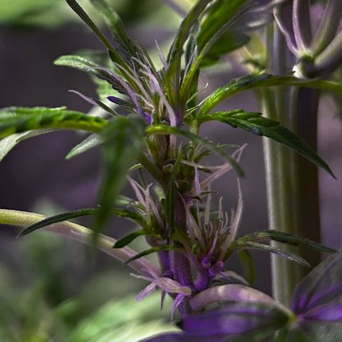 Royal Critical Auto growlog timeline photo
