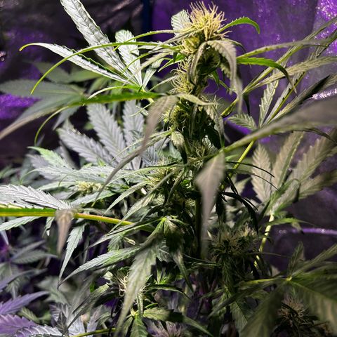 Royal Critical Auto growlog timeline photo