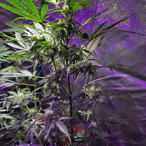 Royal Critical Auto growlog timeline photo