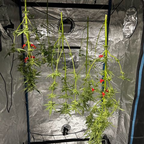 Easy Bud growlog timeline photo