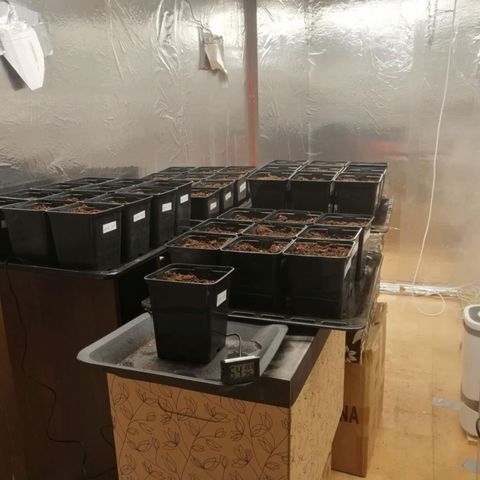 Royal gorilla growlog timeline photo