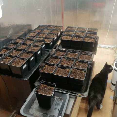 Royal gorilla growlog timeline photo