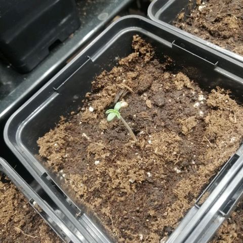 Royal gorilla growlog timeline photo
