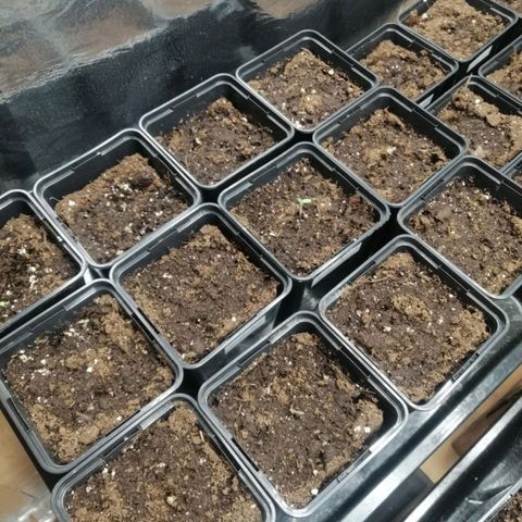 Royal gorilla growlog timeline photo