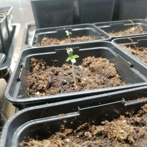 Royal gorilla growlog timeline photo