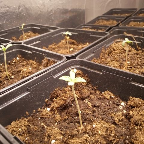 Royal gorilla growlog timeline photo