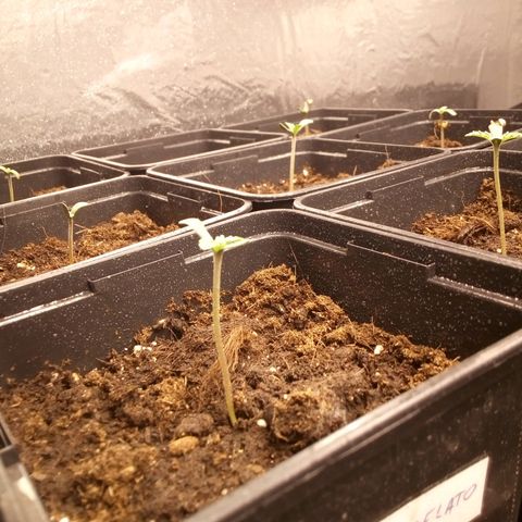 Royal gorilla growlog timeline photo