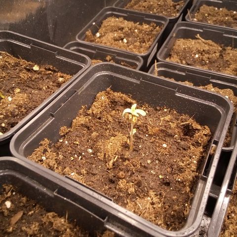 Royal gorilla growlog timeline photo