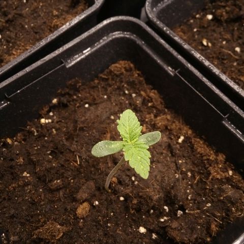 Royal gorilla growlog timeline photo