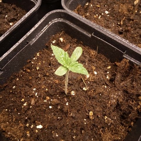 Royal gorilla growlog timeline photo