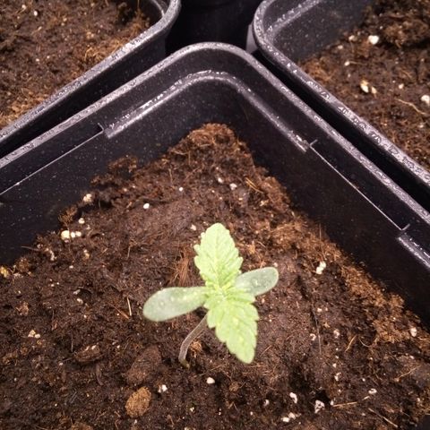 Royal gorilla growlog timeline photo