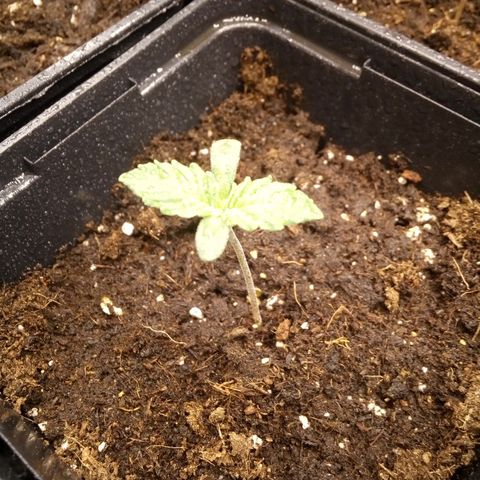 Royal gorilla growlog timeline photo