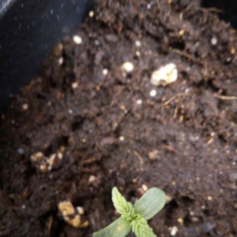 Royal gorilla growlog timeline photo