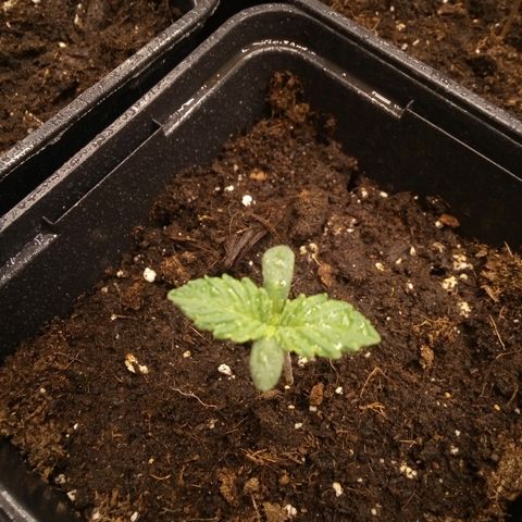 Royal gorilla growlog timeline photo