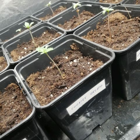 Royal gorilla growlog photo: Zdj po podaniu nawozow