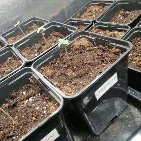 Royal gorilla growlog photo: Zdj po podaniu nawozow