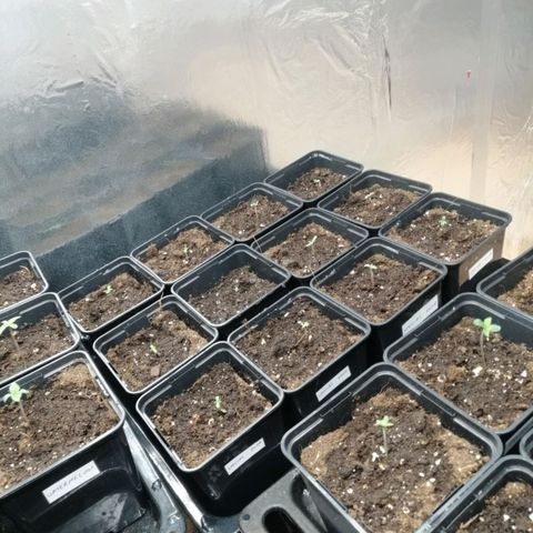 Royal gorilla growlog photo: Zdj po podaniu nawozow