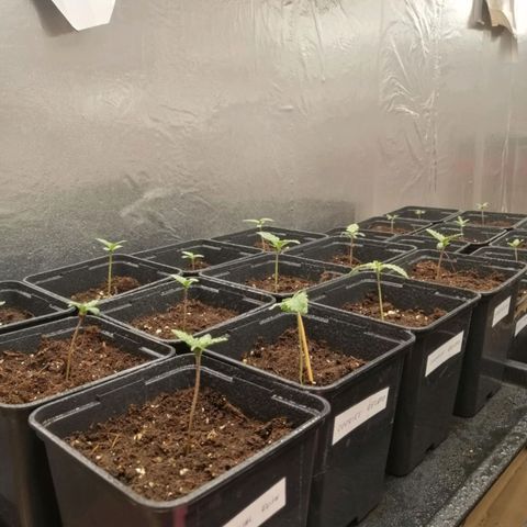 Royal gorilla growlog photo: Dzień
