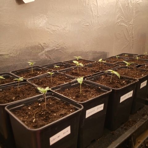 Royal gorilla growlog timeline photo