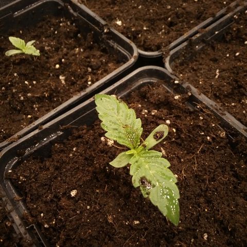 Royal gorilla growlog timeline photo