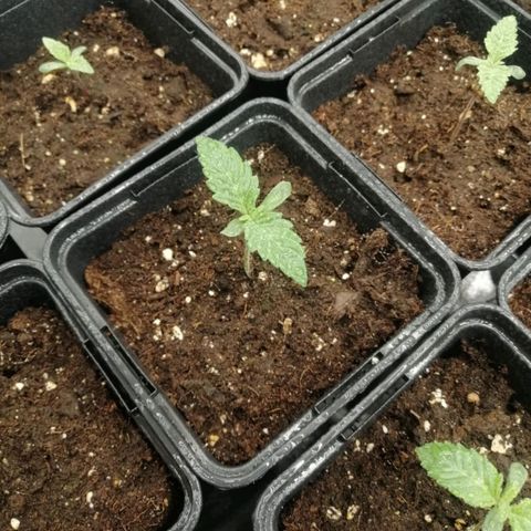 Royal gorilla growlog timeline photo
